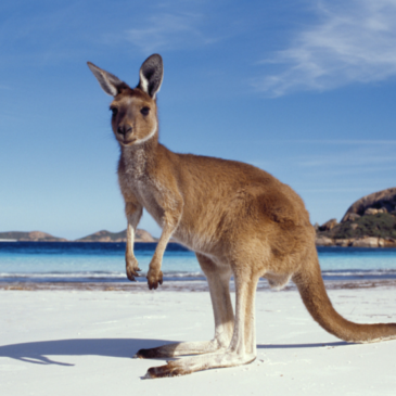 Come With Me To Australia